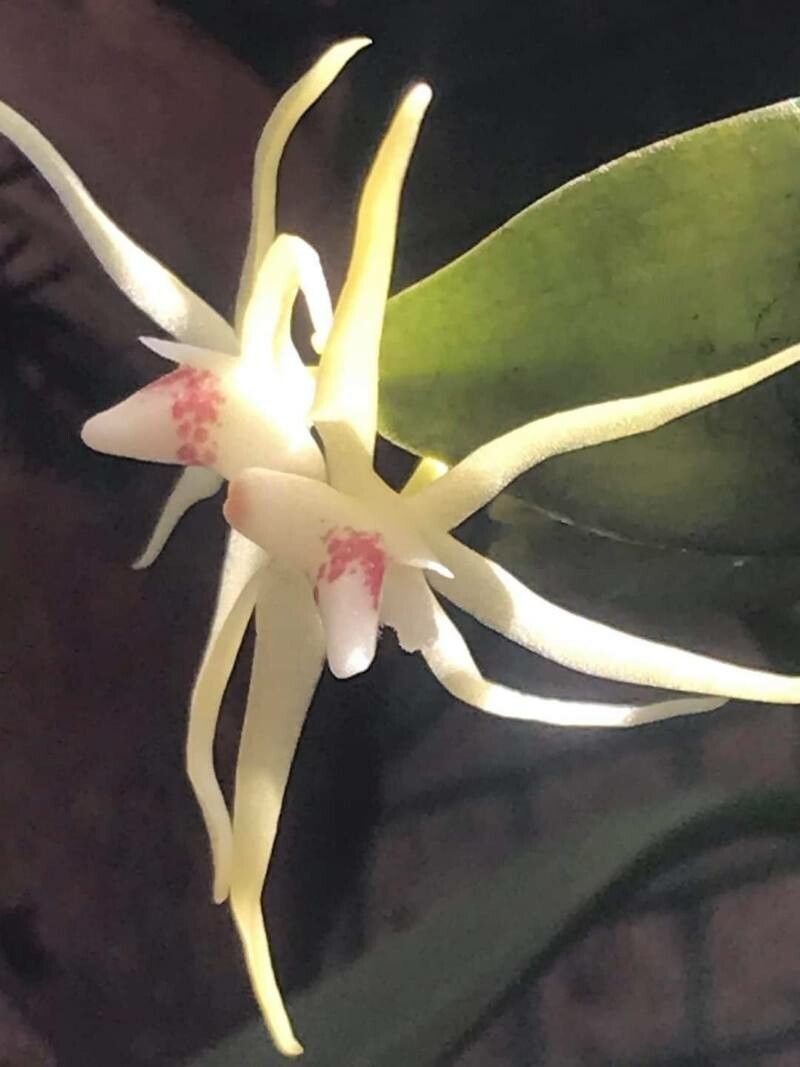 Thrixspermum centipeda — houseplant care guide