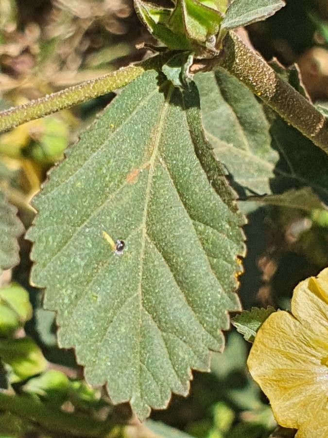 Malvastrum coromandelianum — search result for 'Malvaceae'