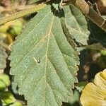 Malvastrum coromandelianum