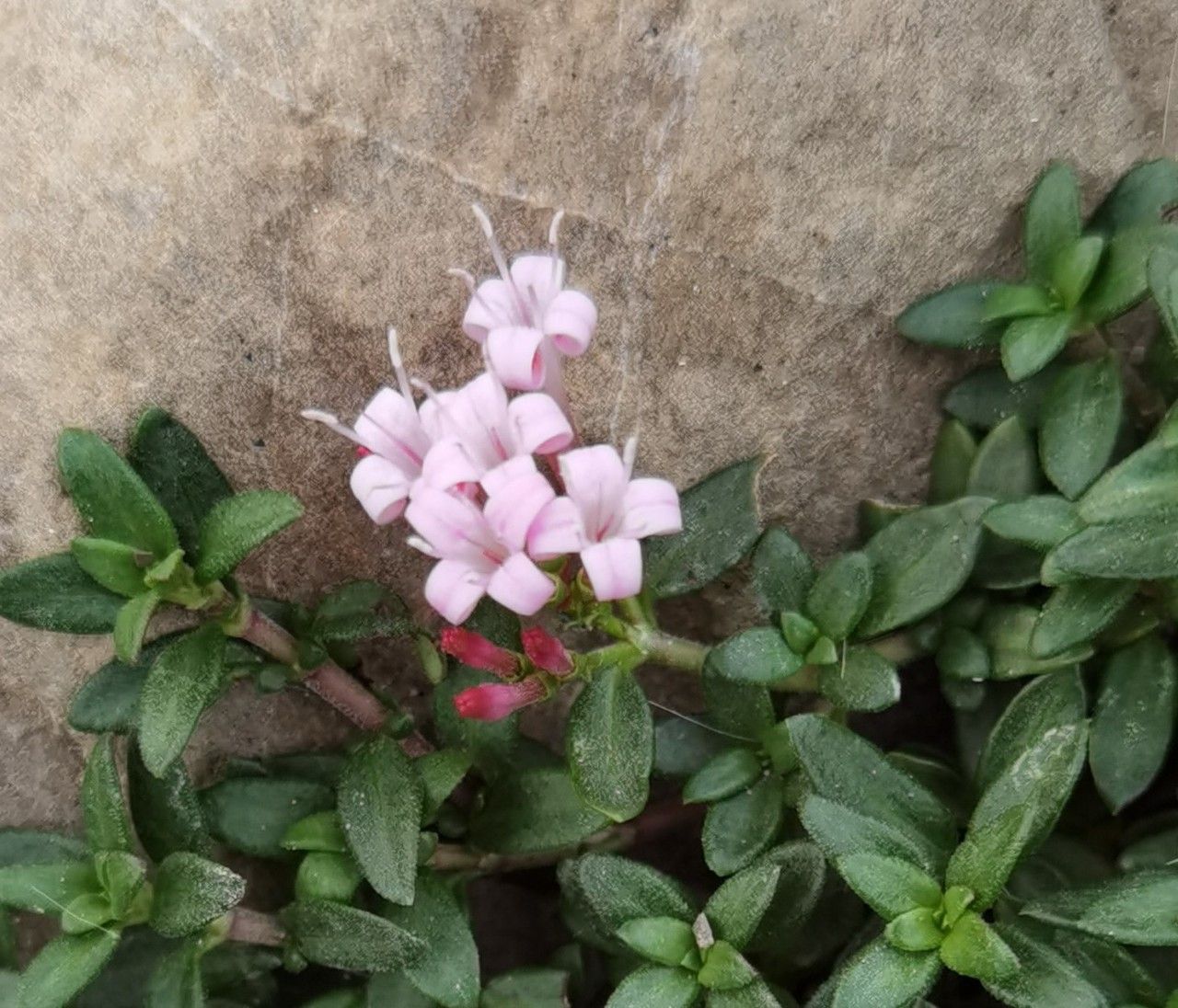 Plocama calabrica flower