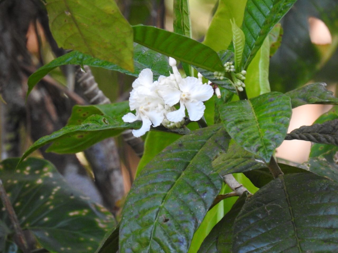 Bonafousia siphilitica flower