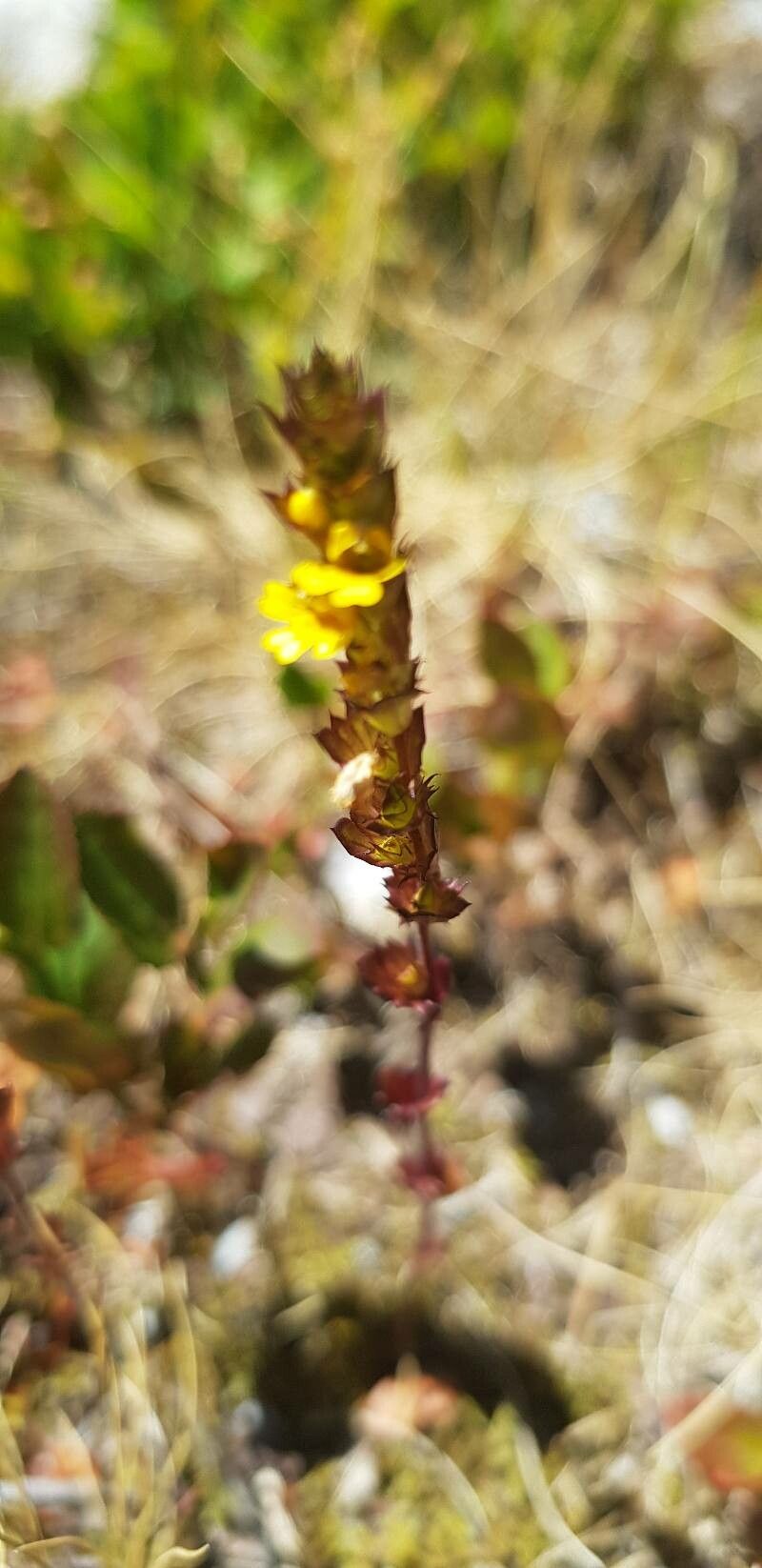 Euphrasia minima fruit