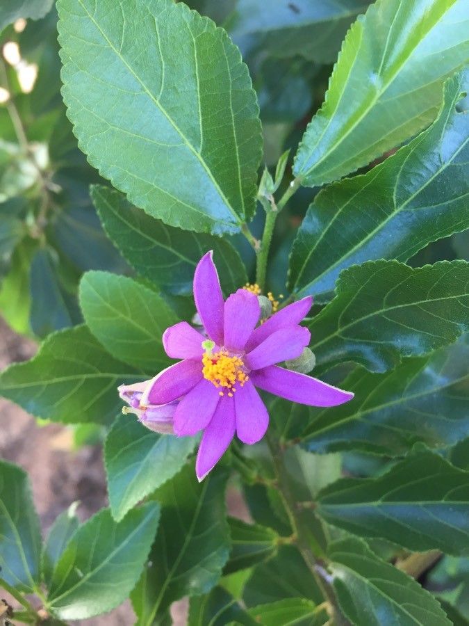 Grewia occidentalis flower