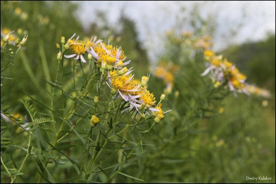 Galatella dahurica — related species from the same genus