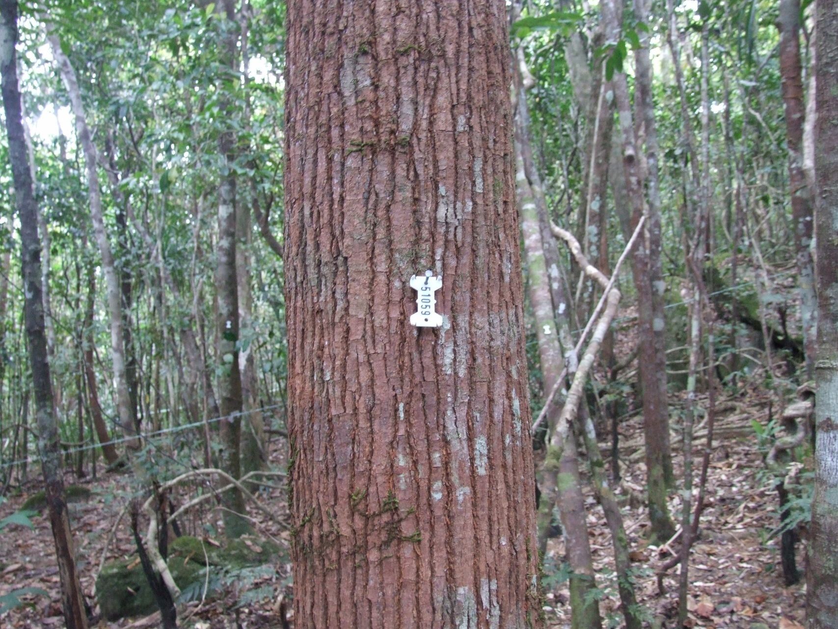 Didymocheton rufescens — houseplant care guide