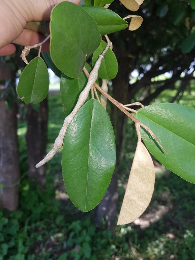 Morisonia odoratissima — houseplant care guide