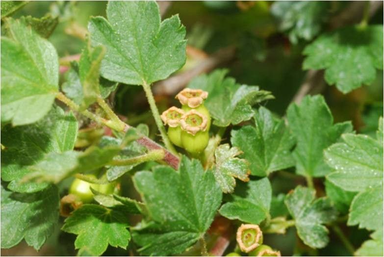Ribes sardoum leaf