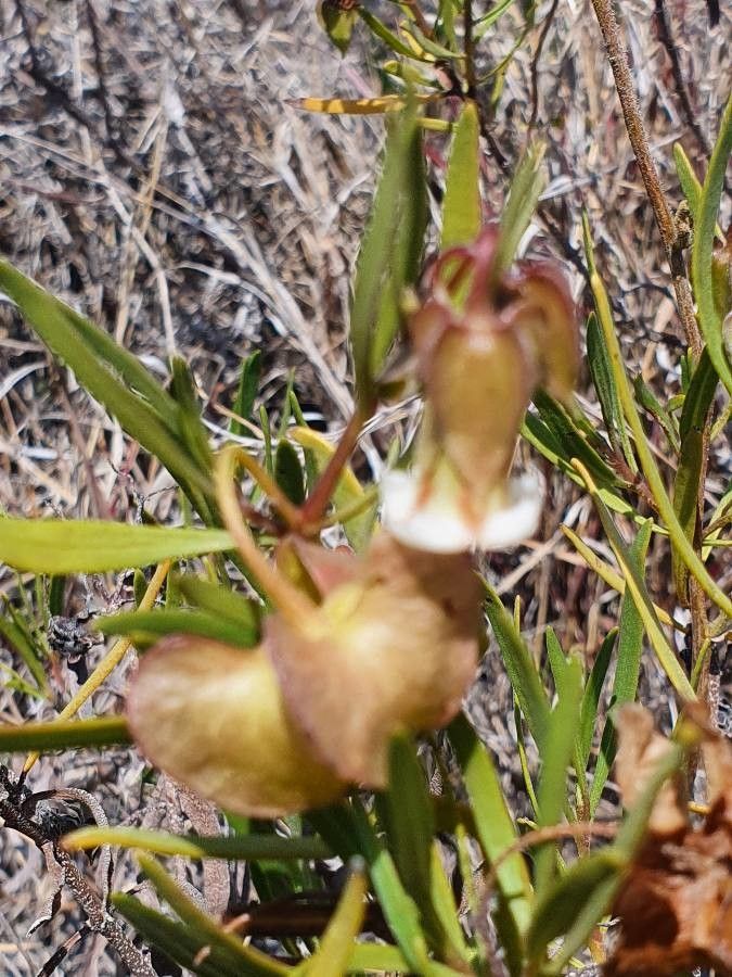 Trichodesma marsabiticum leaf