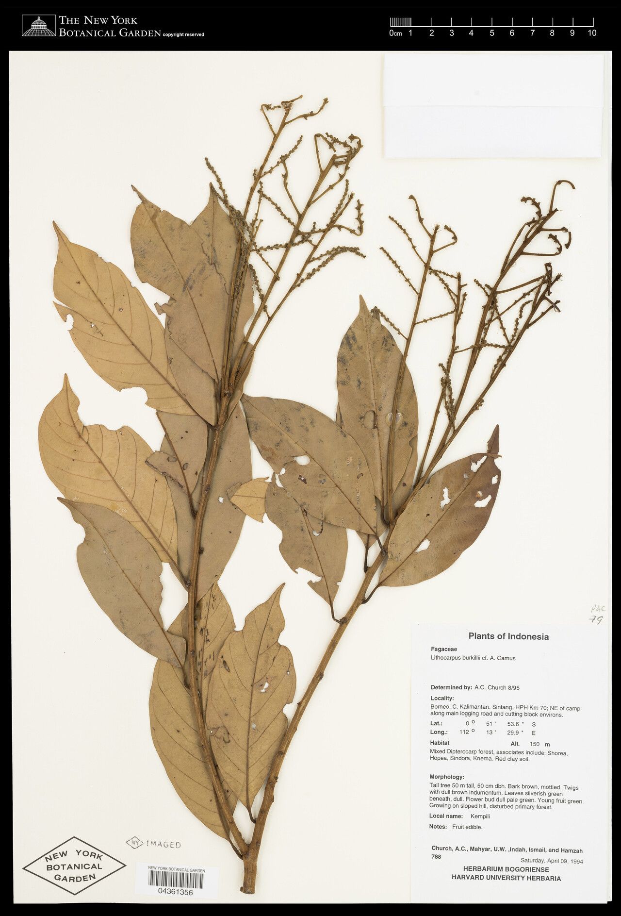 Lithocarpus burkillii — search result for 'Lithocarpus'