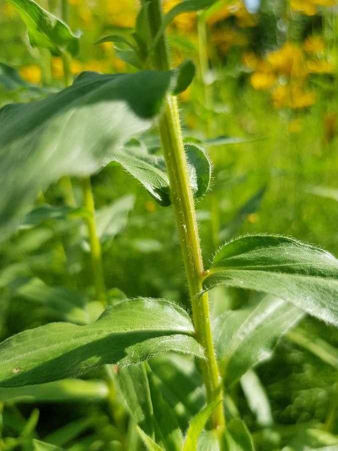 Erigeron speciosus bark