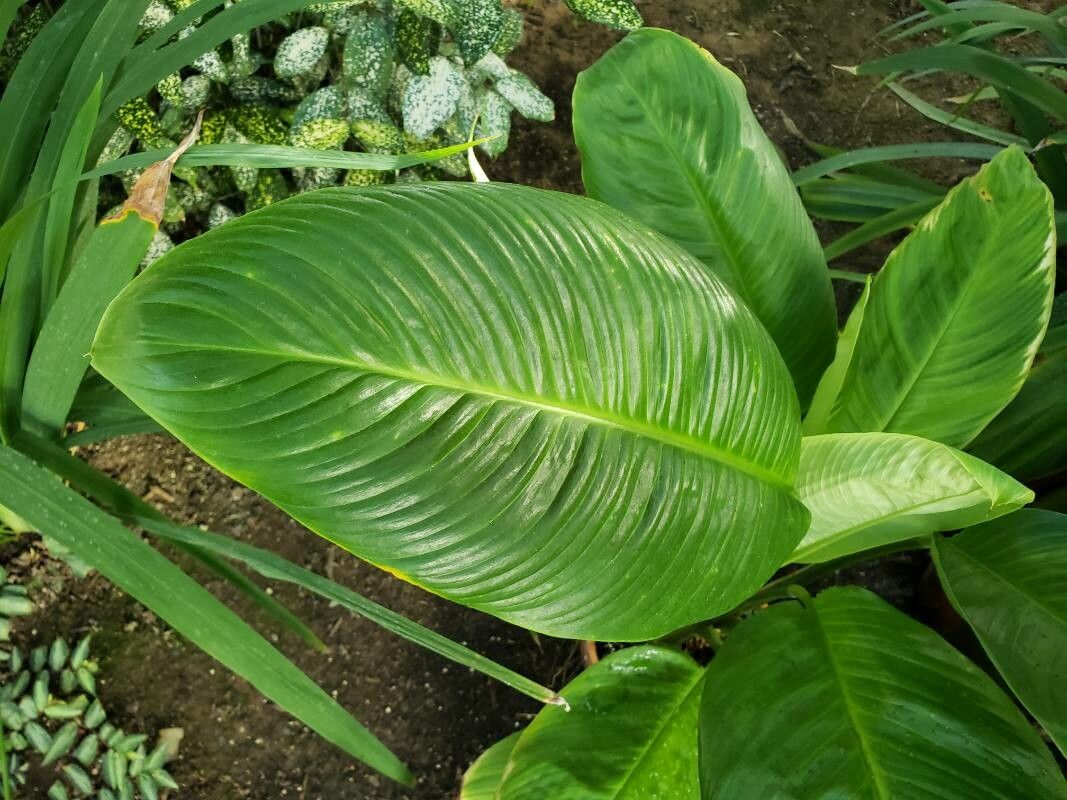 Spathiphyllum patinii — houseplant care guide