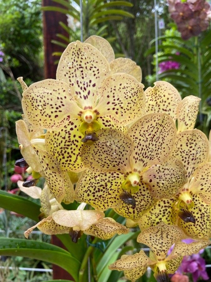 Grammatophyllum speciosum flower