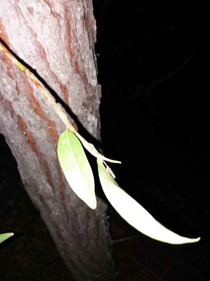 Trichosalpinx dura — related species from the same genus