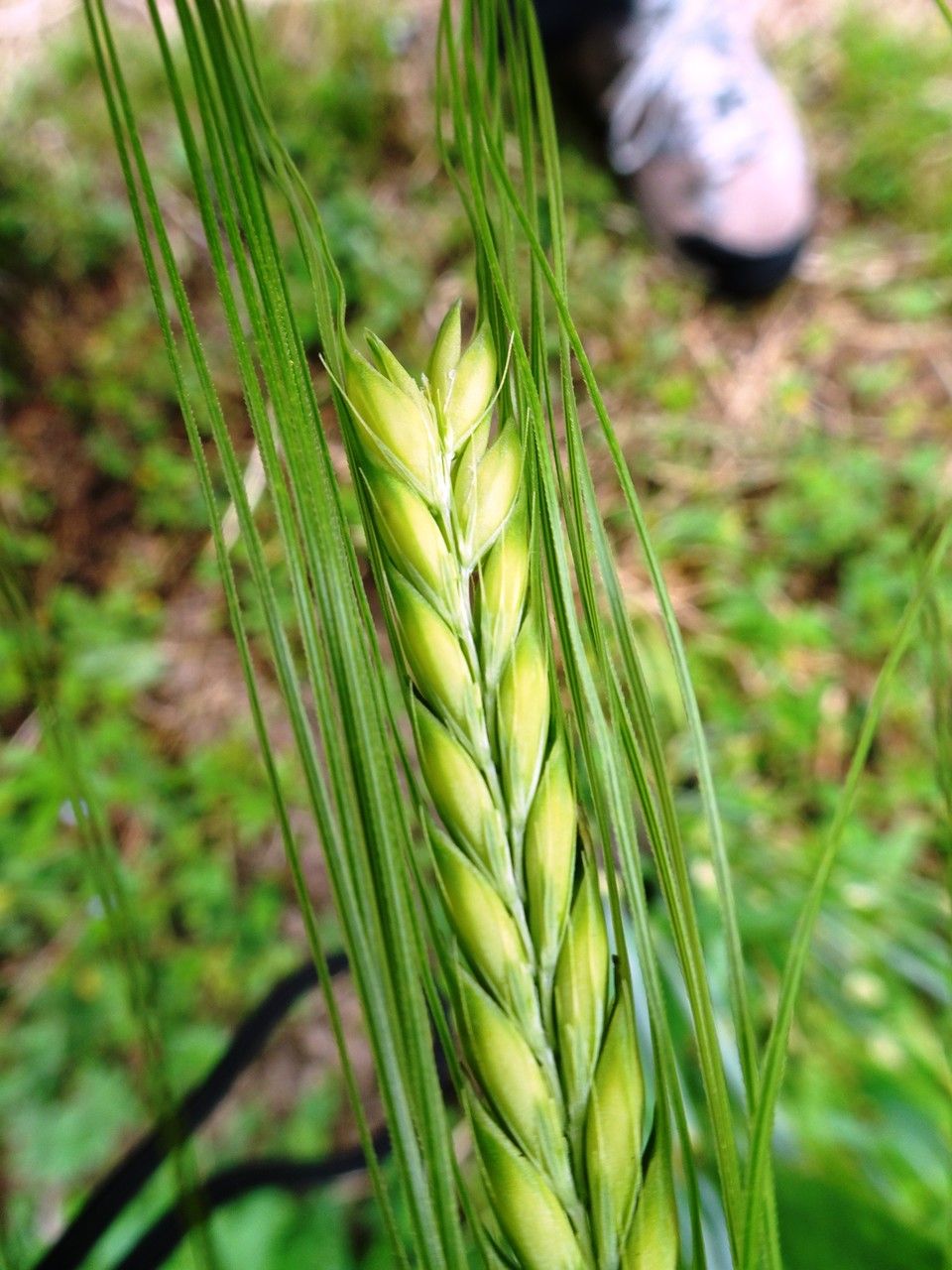 Hordeum vulgare flower