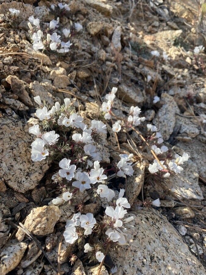 Linanthus concinnus — related species from the same genus