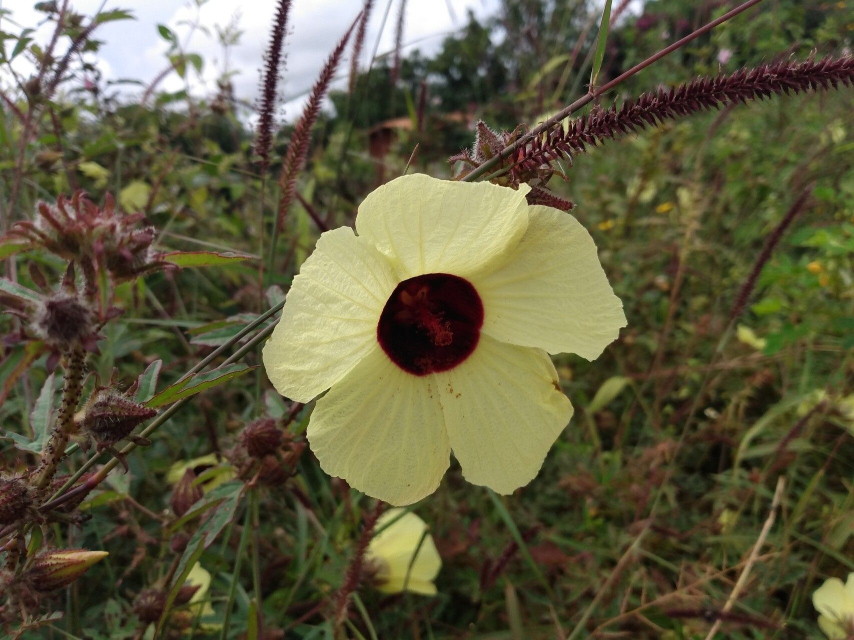 Hibiscus rostellatus — houseplant care guide