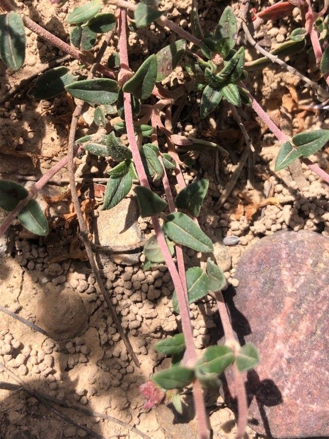 Helianthemum cinereum leaf