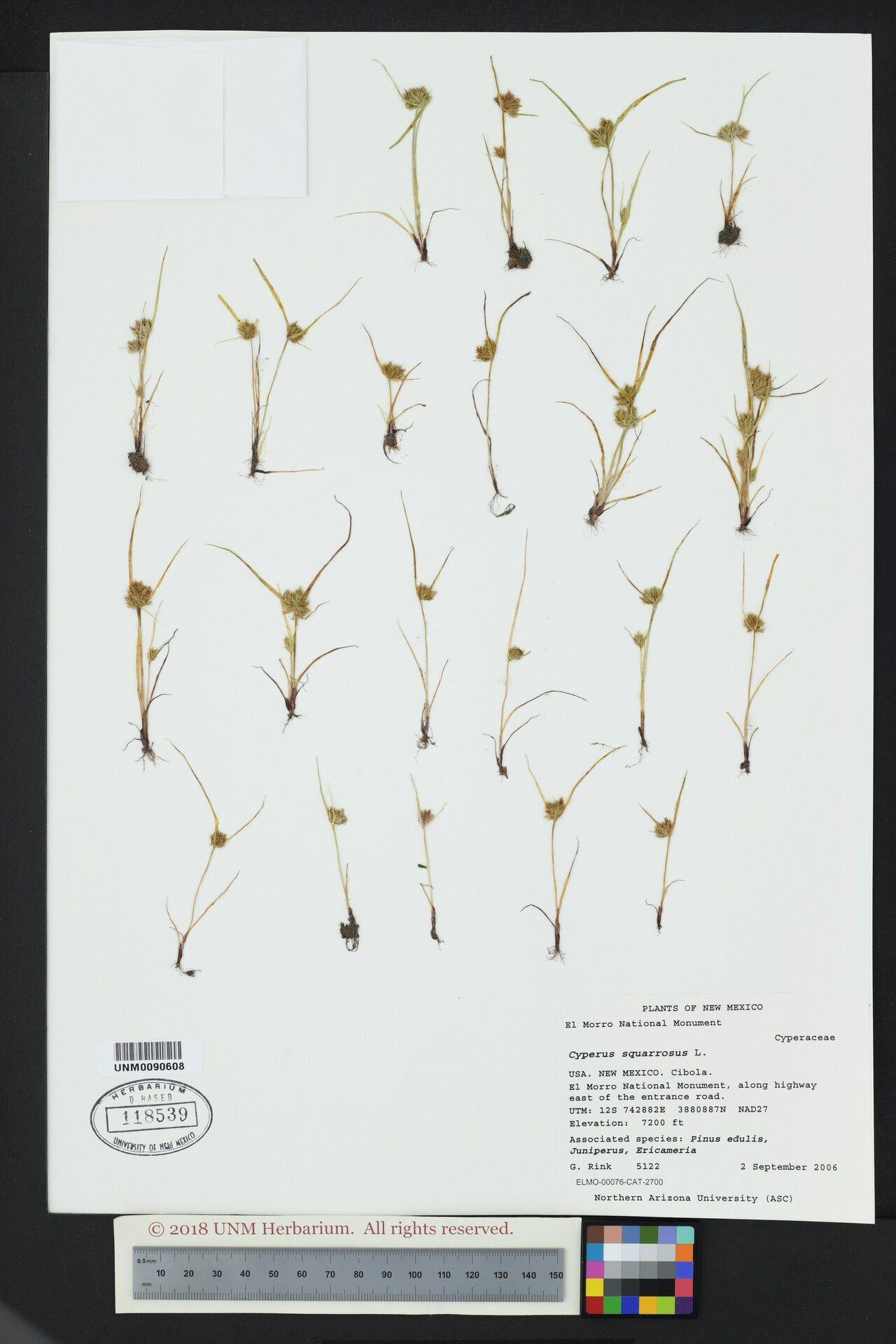 Cyperus squarrosulus — houseplant care guide