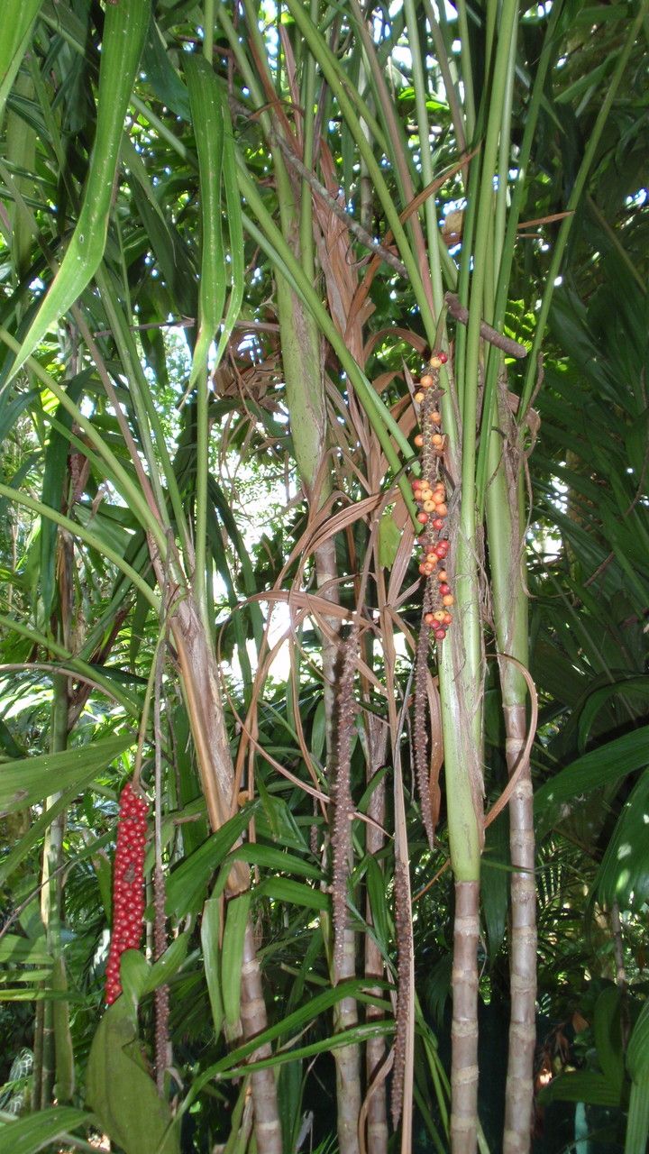 Calyptrocalyx elegans habit