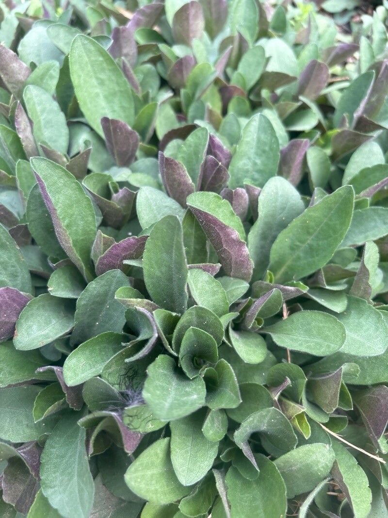 Symphyotrichum patens