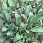 Symphyotrichum patens