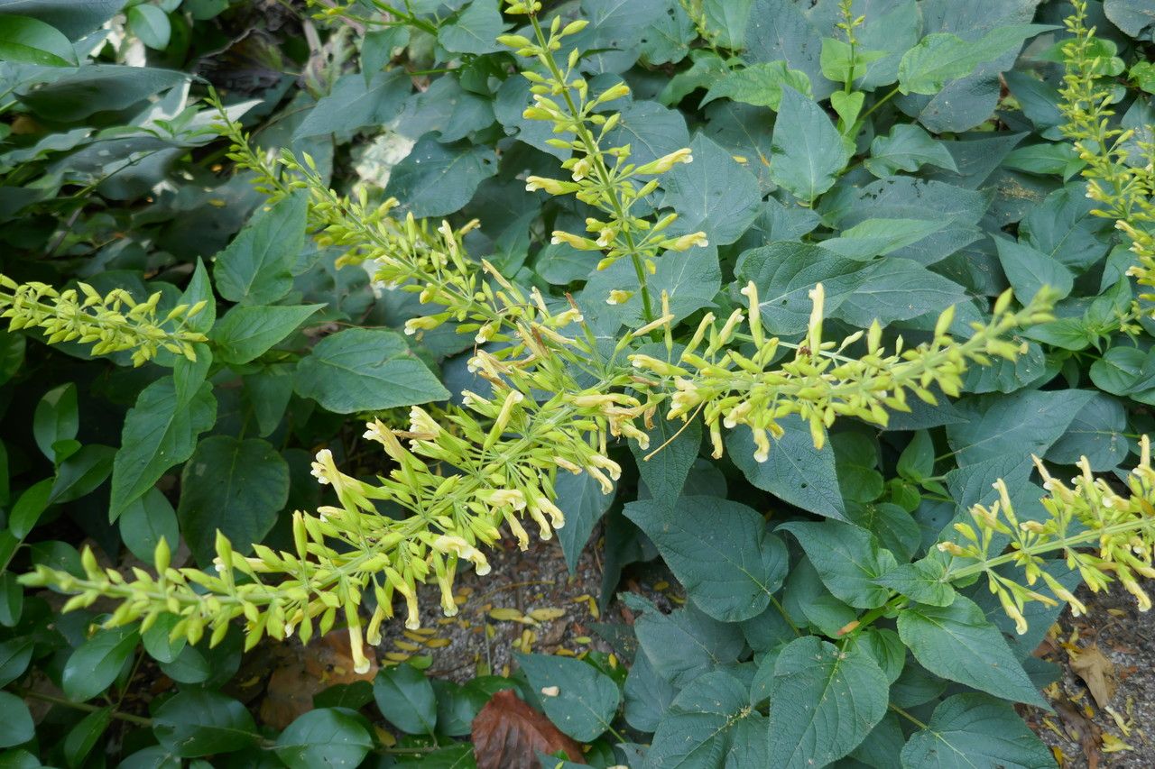 Salvia madrensis other