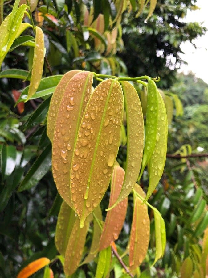 Dryobalanops oblongifolia leaf