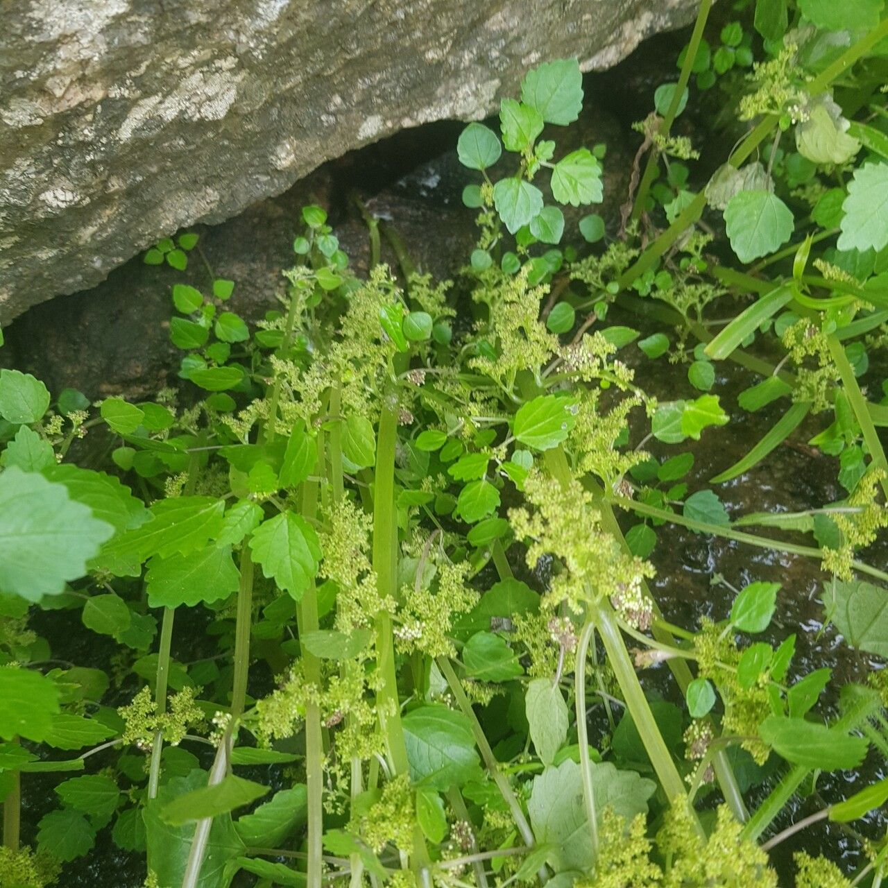 Pilea angolensis habit