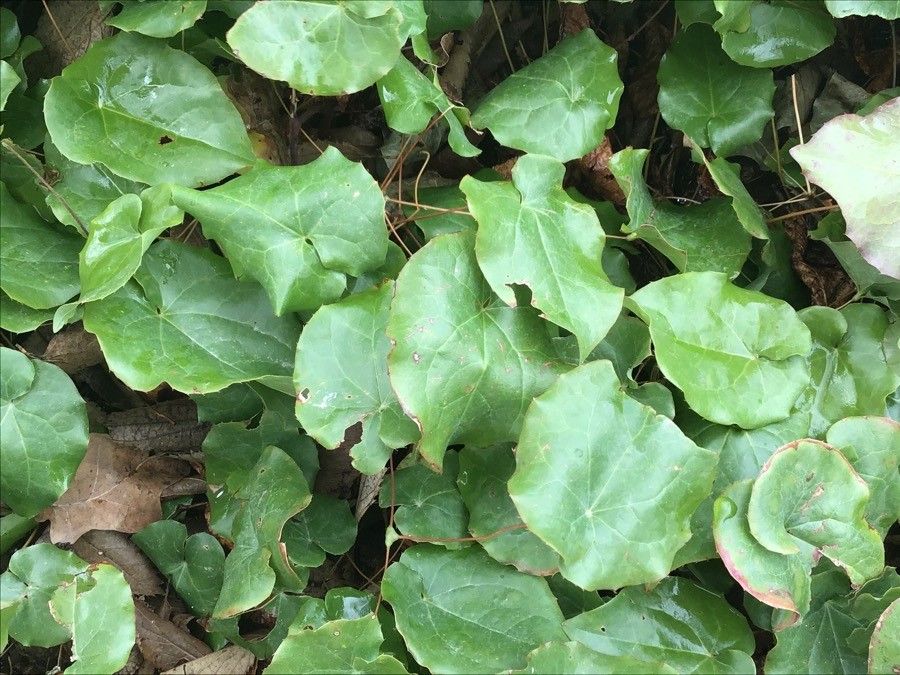 Epimedium perralderianum — houseplant care guide