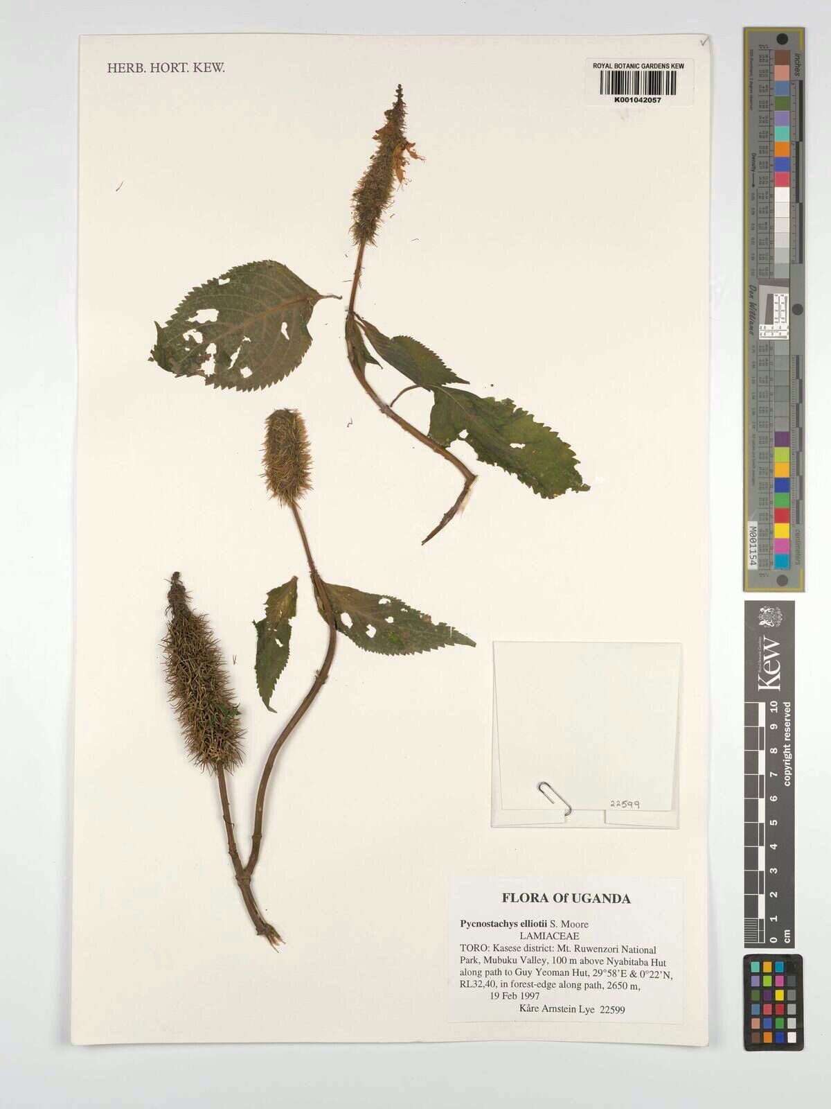 Coleus elliotii — houseplant care guide