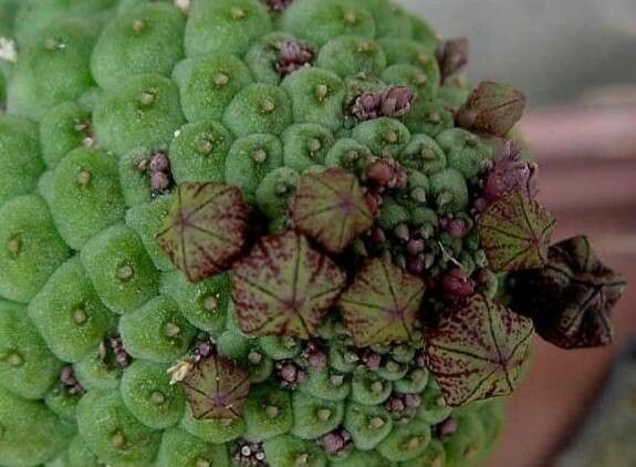 Larryleachia cactiformis flower