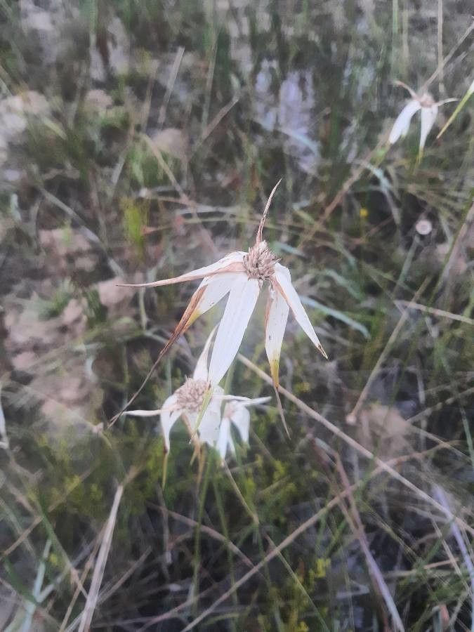 Rhynchospora colorata flower