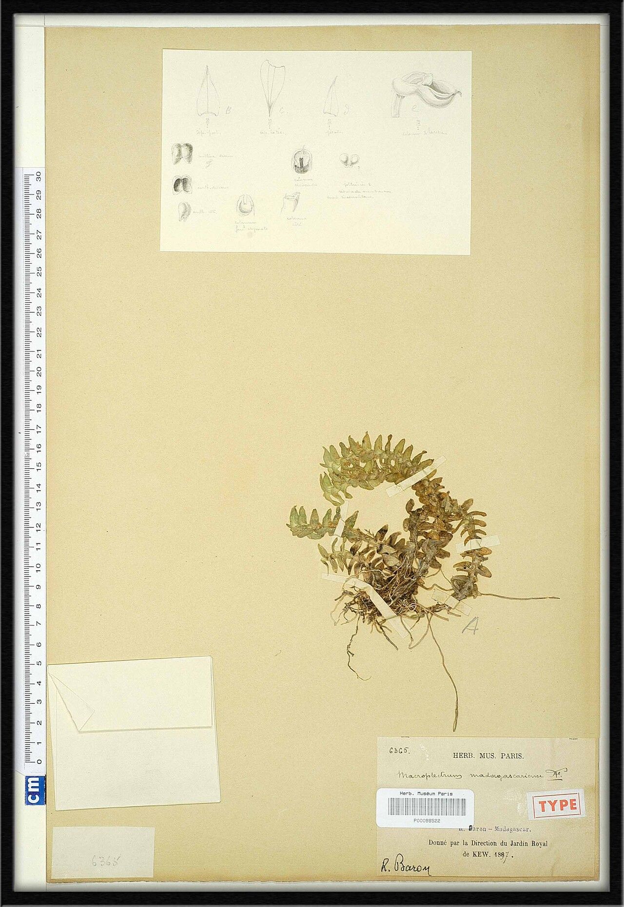 Angraecum madagascariense — houseplant care guide