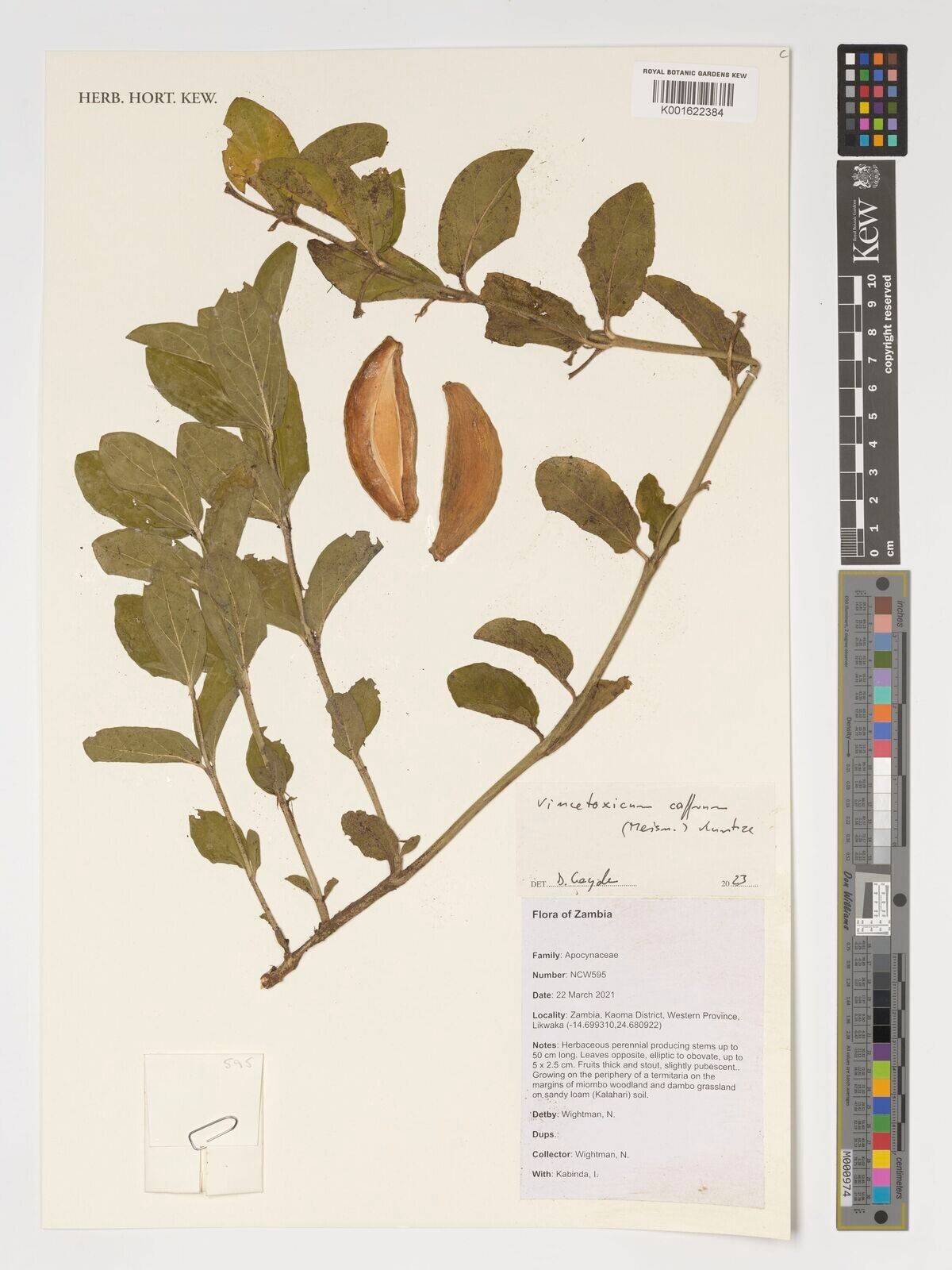 Vincetoxicum caffrum — related species from the same genus