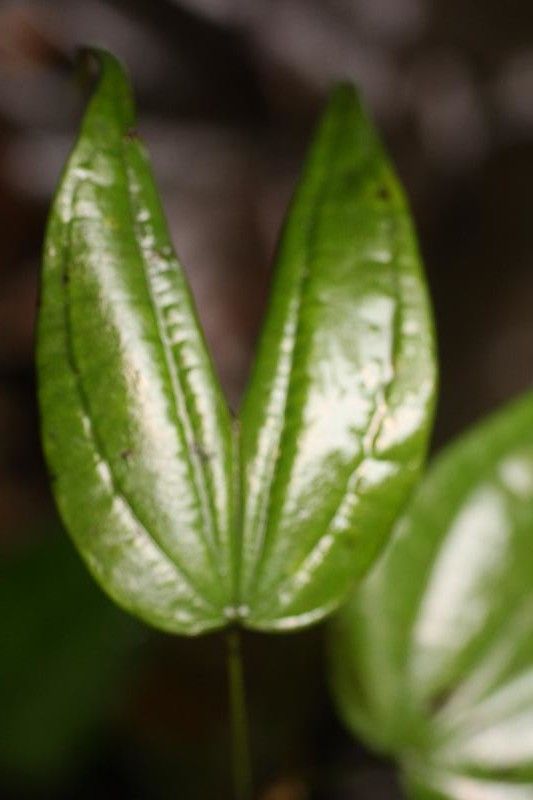 Bauhinia longicuspis leaf