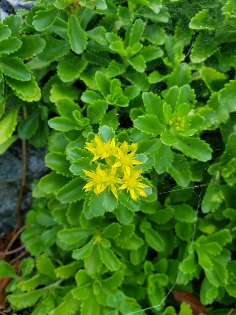 Sedum kamtschaticum flower