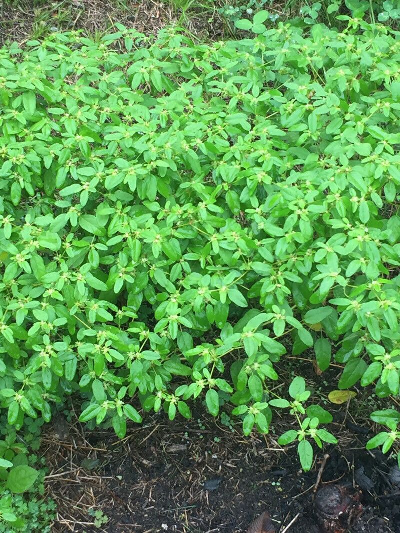 Croton monanthogynus leaf