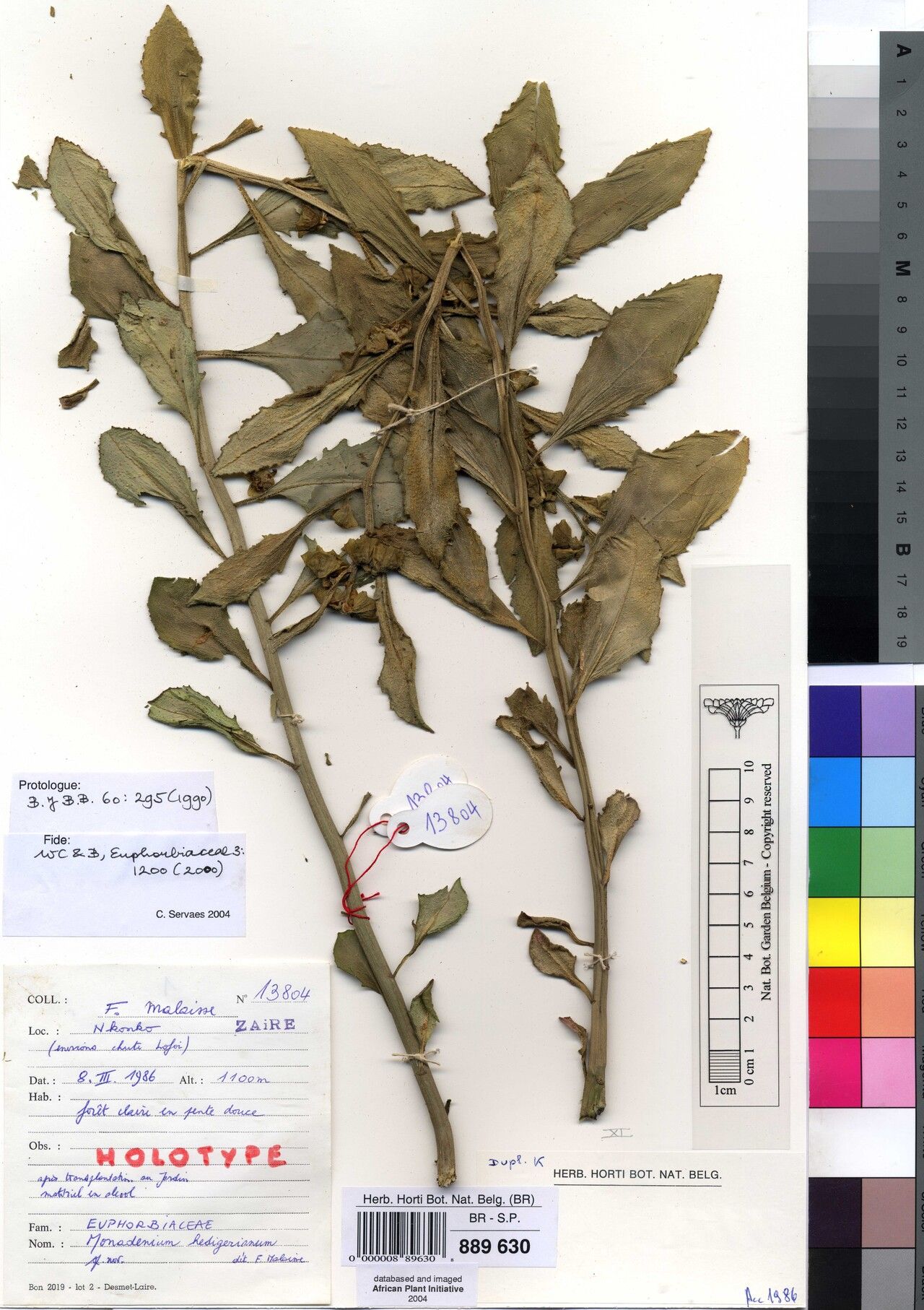 Euphorbia hedigeriana — houseplant care guide