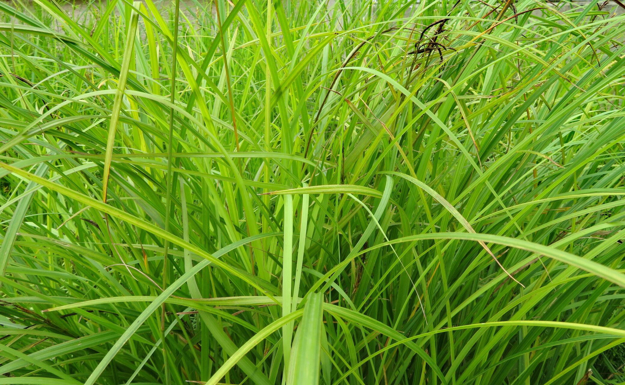 Carex randalpina habit