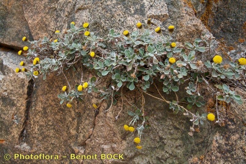 Phagnalon platyphyllum habit
