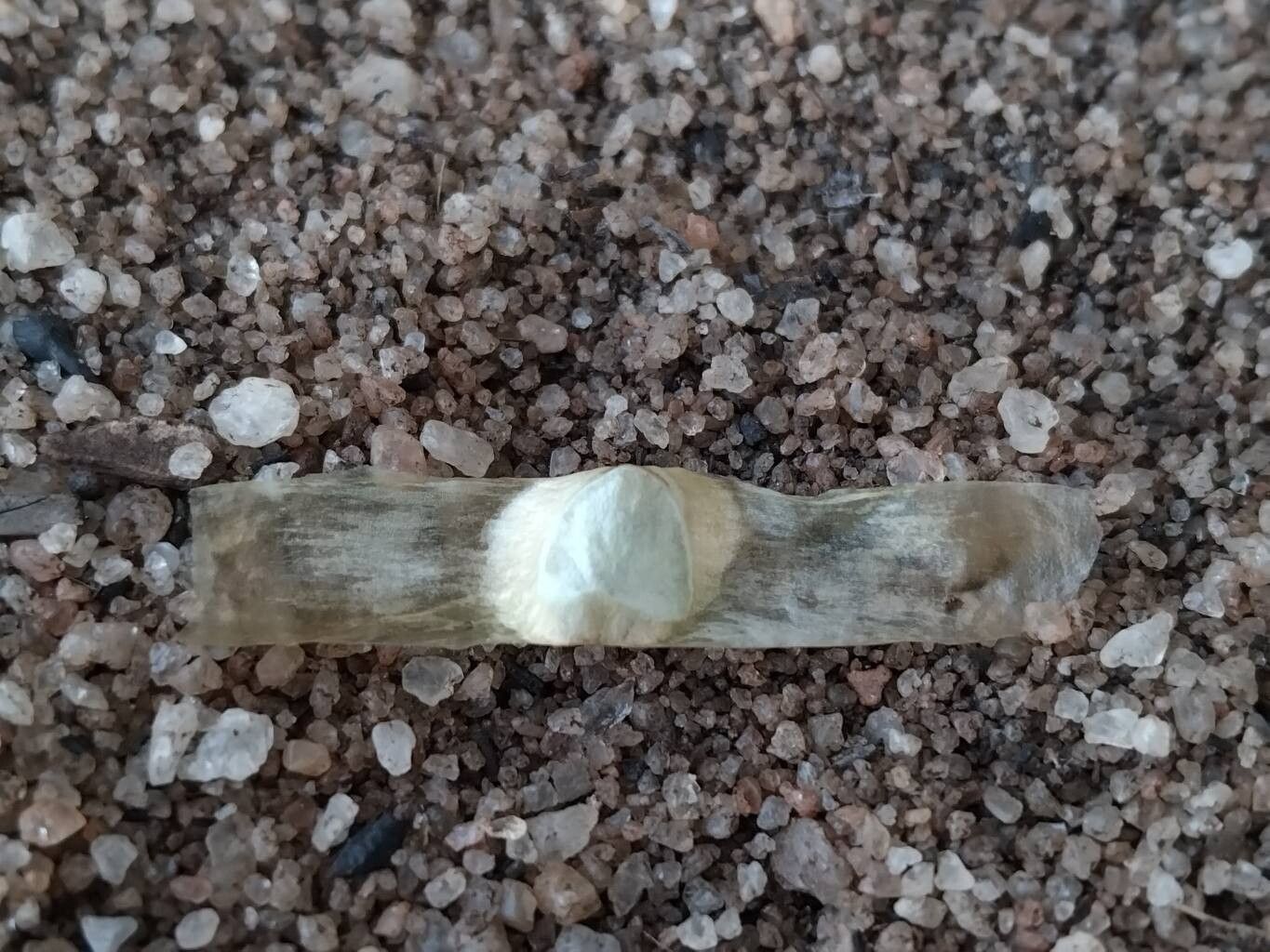 Stereospermum euphorioides other