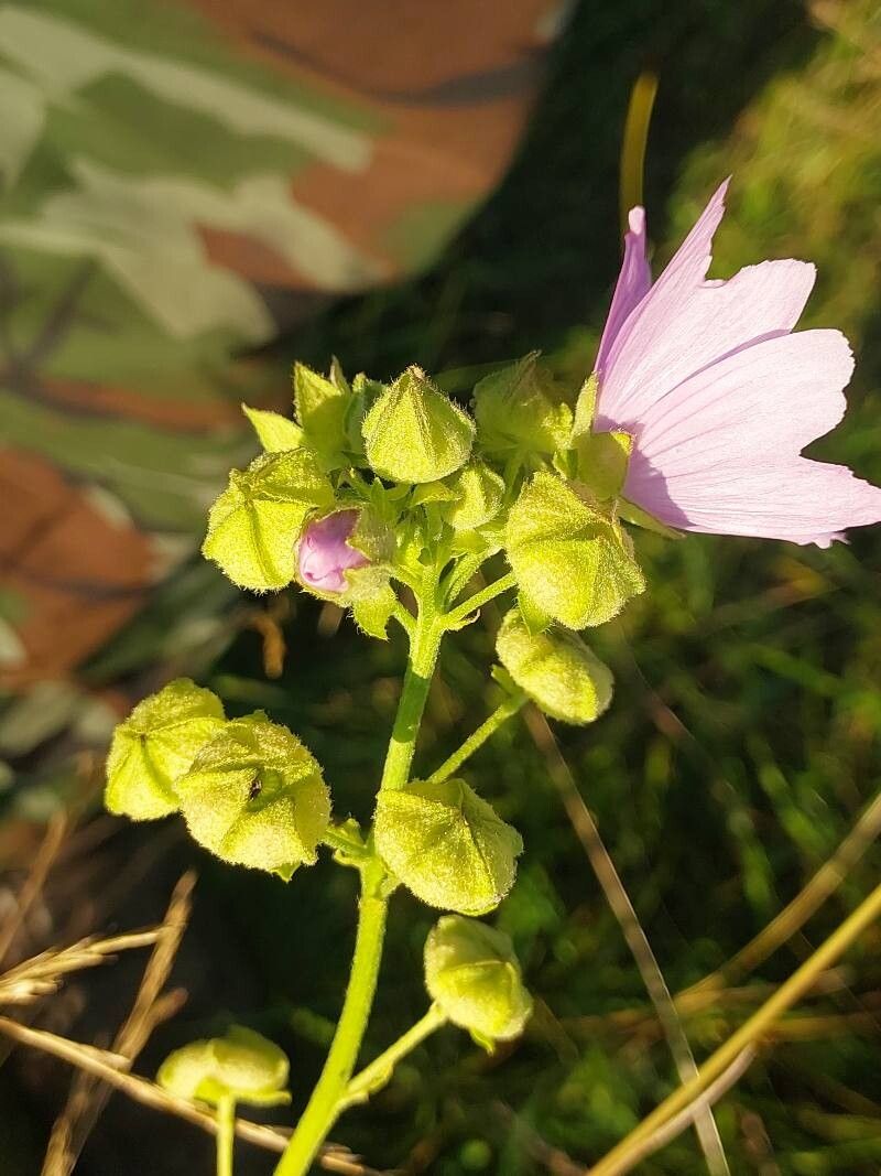 Malva excisa flower