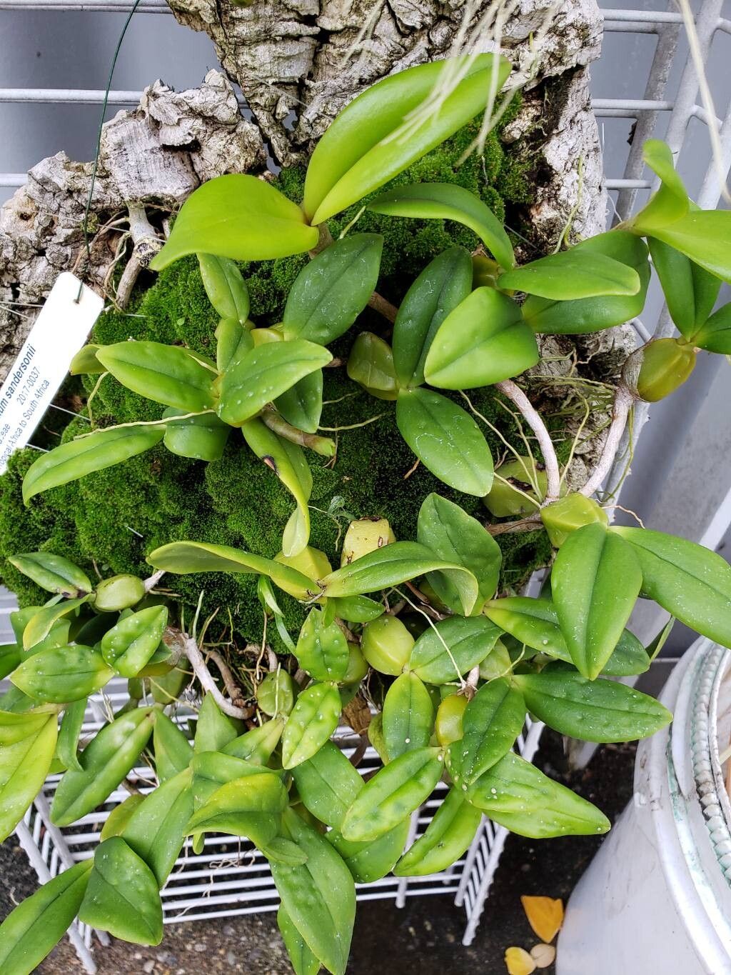 Bulbophyllum sandersonii habit