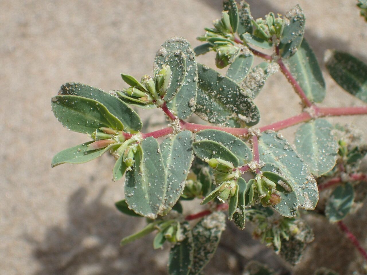 Euphorbia glaucophylla — houseplant care guide