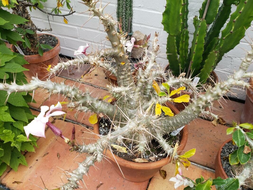 Pachypodium saundersii habit