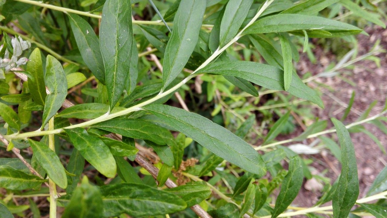 Buddleja alternifolia leaf