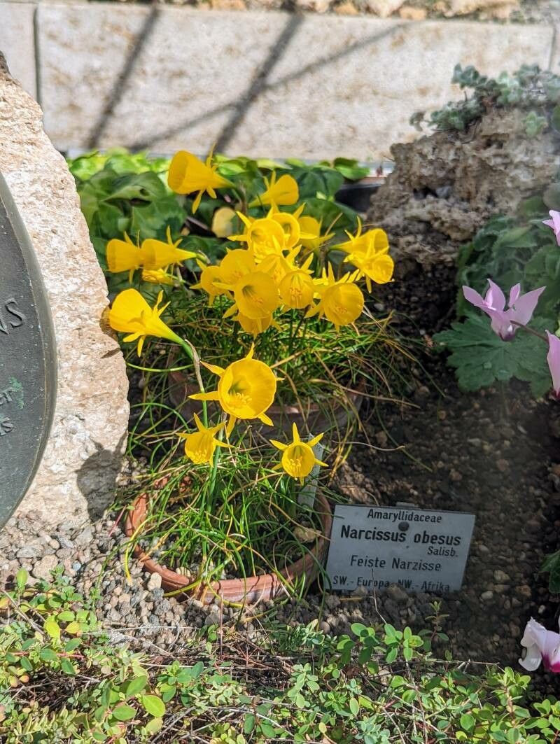 Narcissus obesus habit