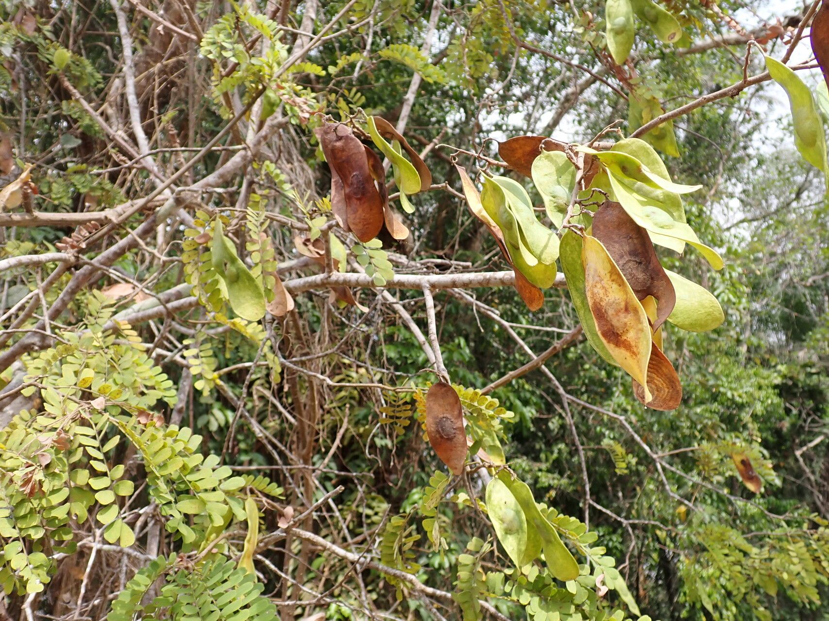 Dalbergia afzeliana fruit