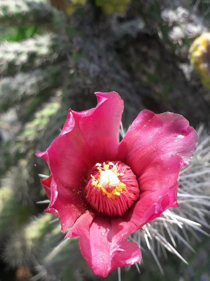 Cylindropuntia rosea flower