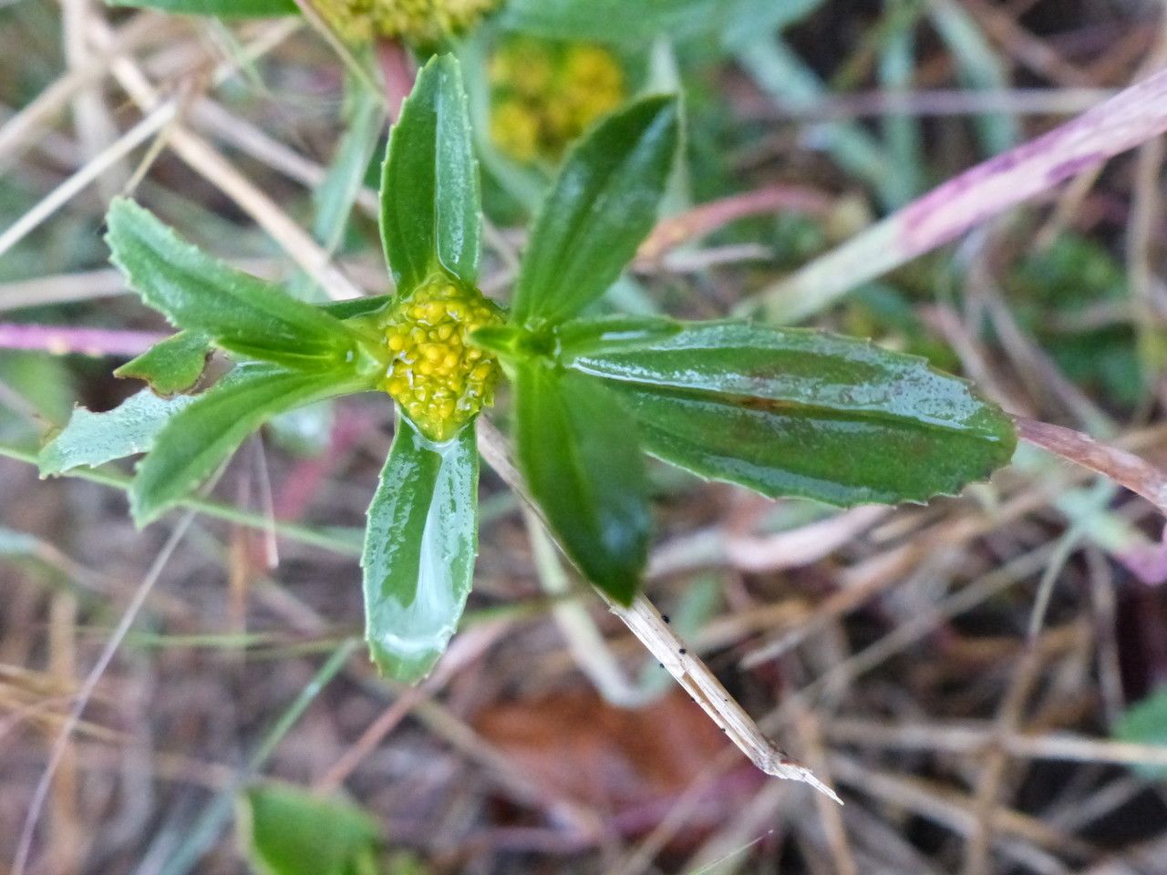 Flaveria trinervia other